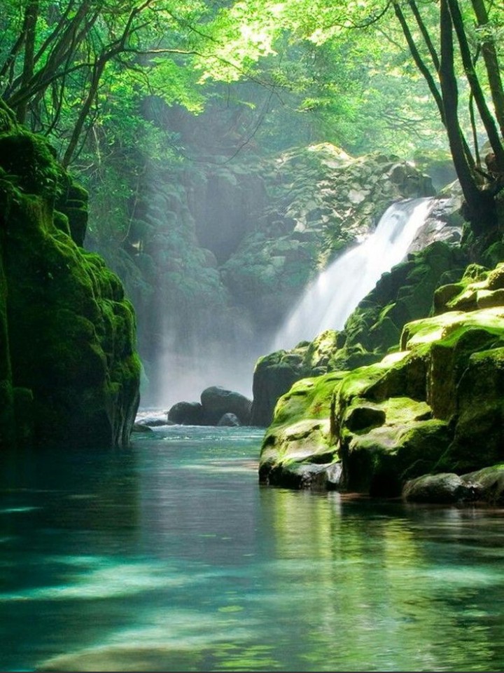 jungle