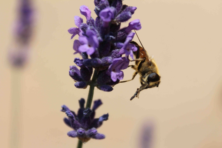 honeybee