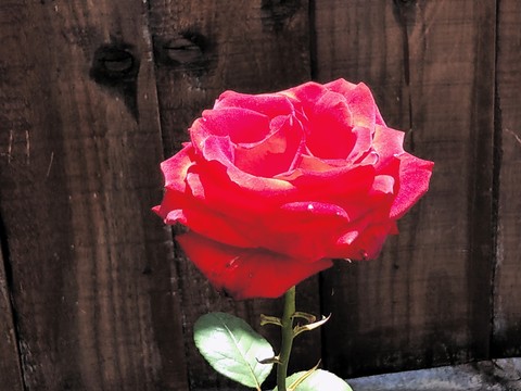 Red Rose