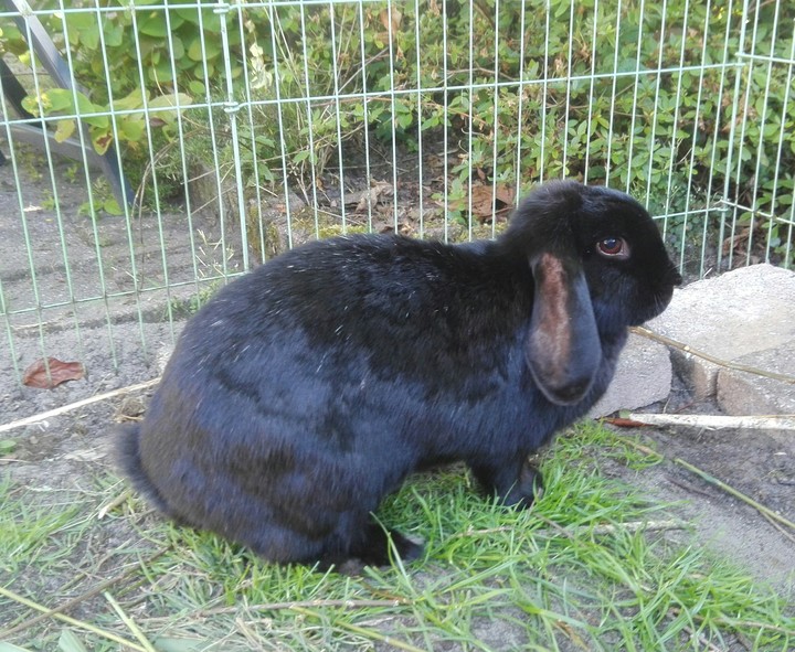 Bunny