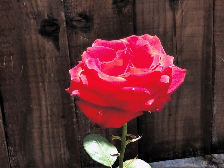 Red Rose