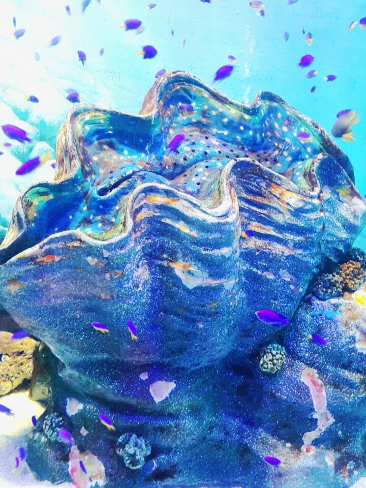 aquarium