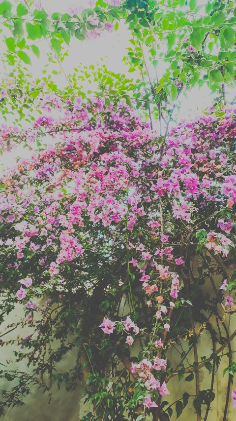 Wonderful Life , Wonderful nature