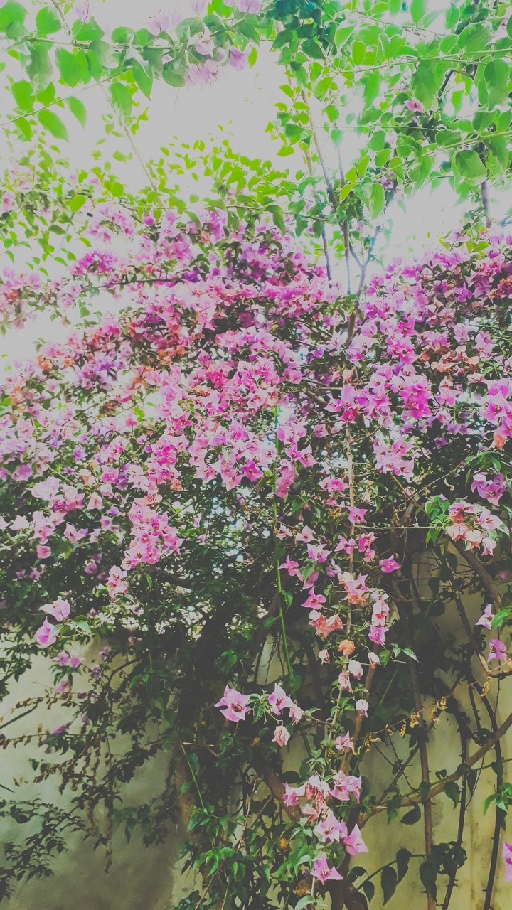 Wonderful Life , Wonderful nature
