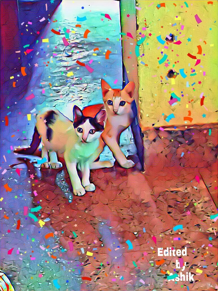 pet for cat