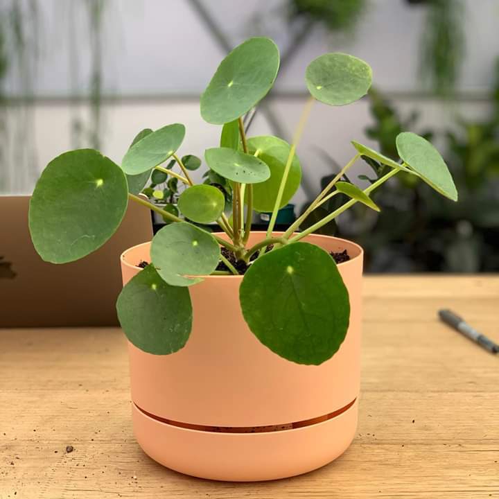 plant