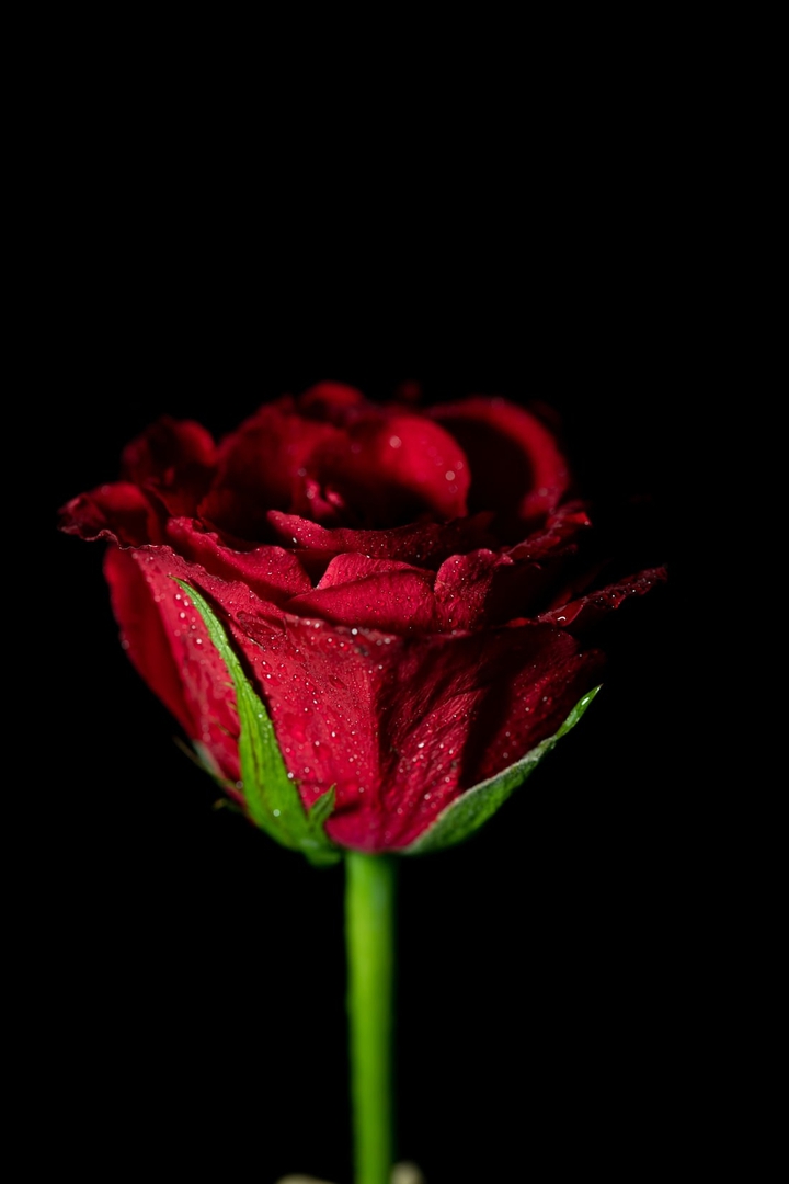 rose