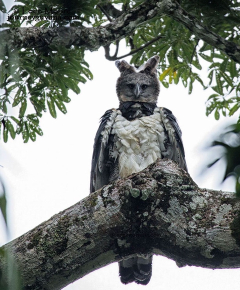 Harpy eagle - Águila Arpía Magestuosa