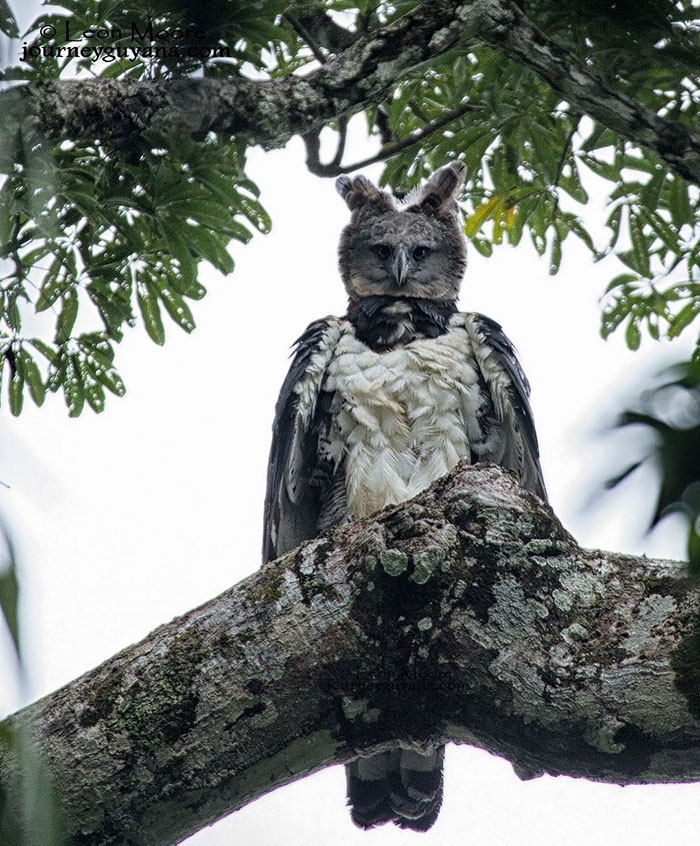 Harpy eagle - Águila Arpía Magestuosa