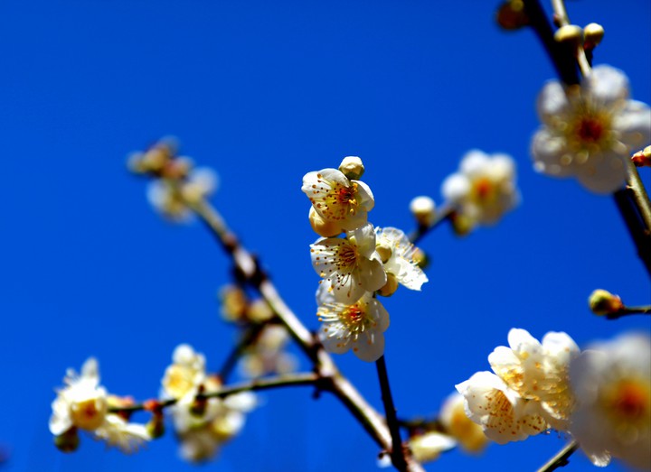 Cherry Blossom