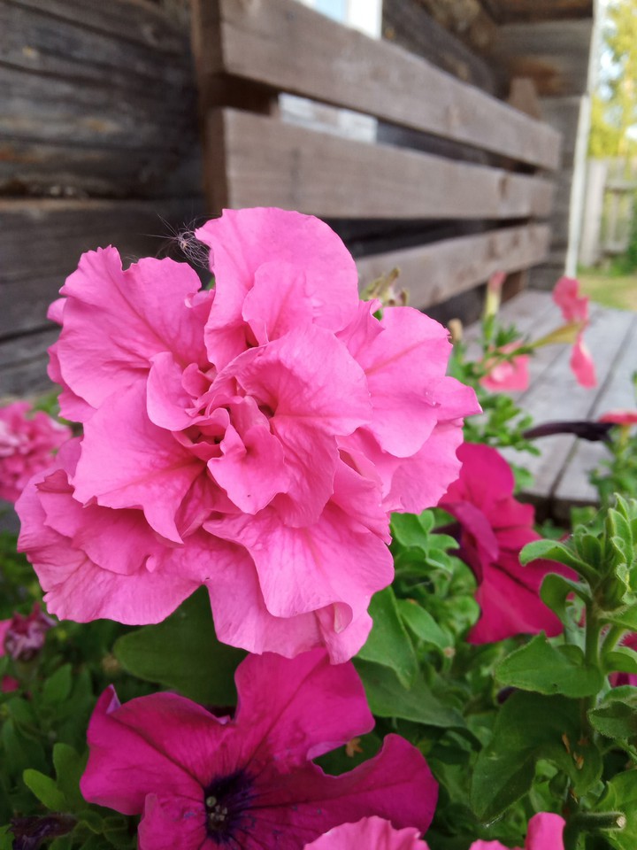 flowers