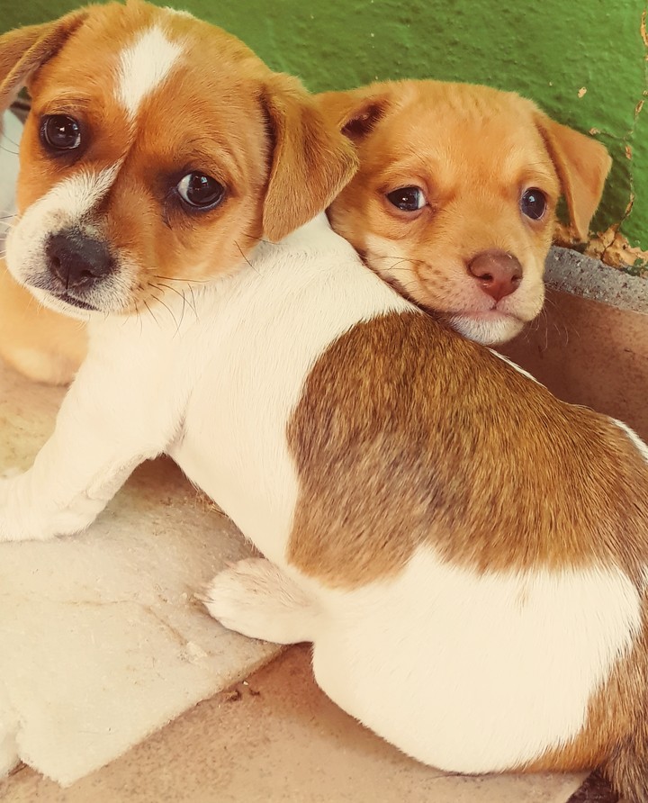 Cachorros