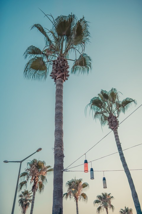обои arecales, Palm