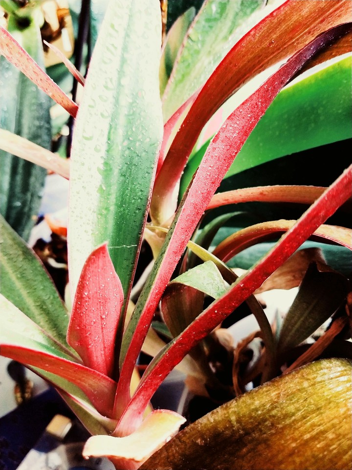 red&green