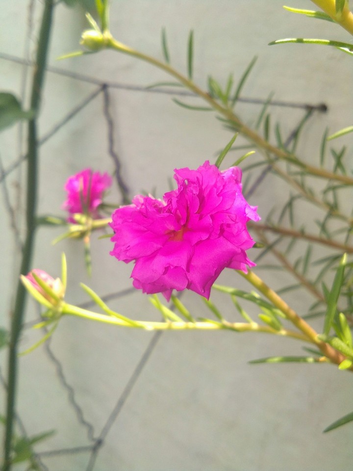 Pink Flower