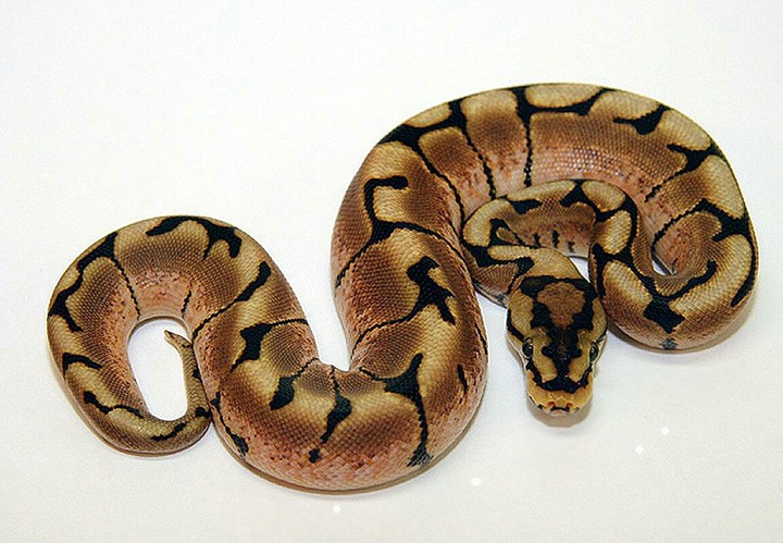 snake