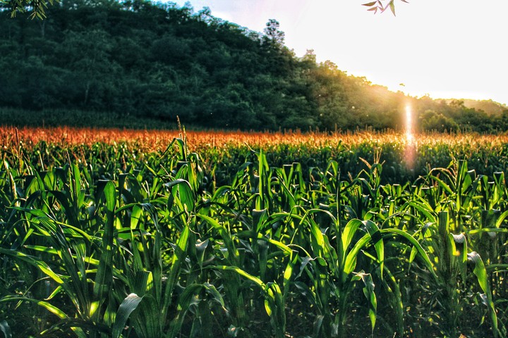 farming field