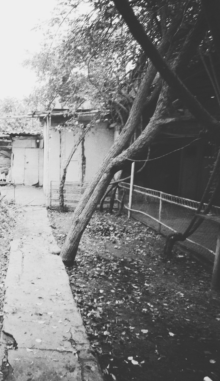 Grey fall