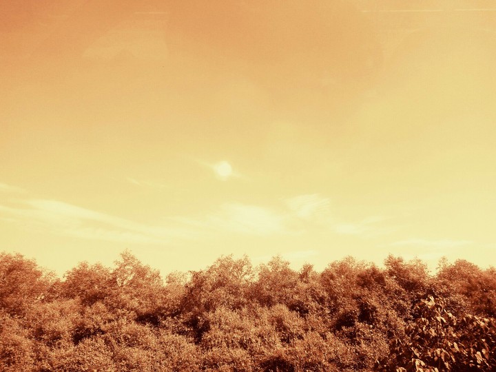 wetlands
