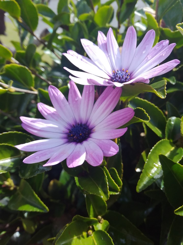 Flowers (: