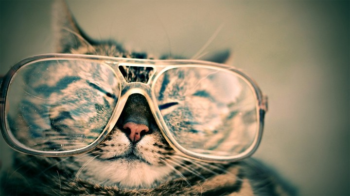 КОТЫ