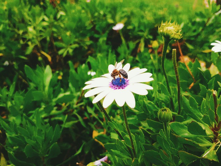 flower
