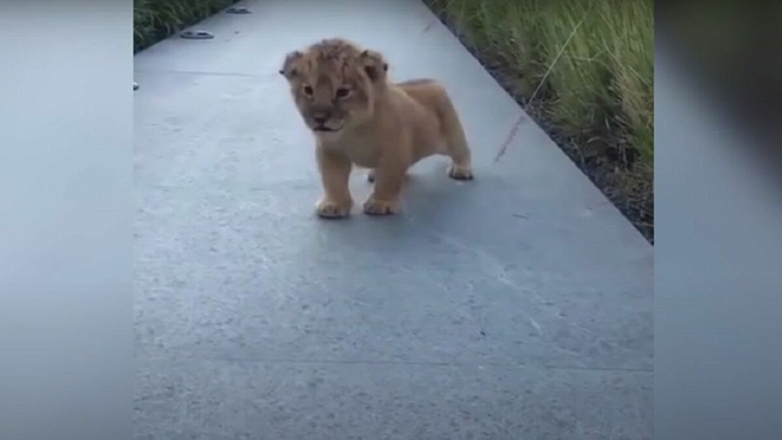 Baby Lion cub
