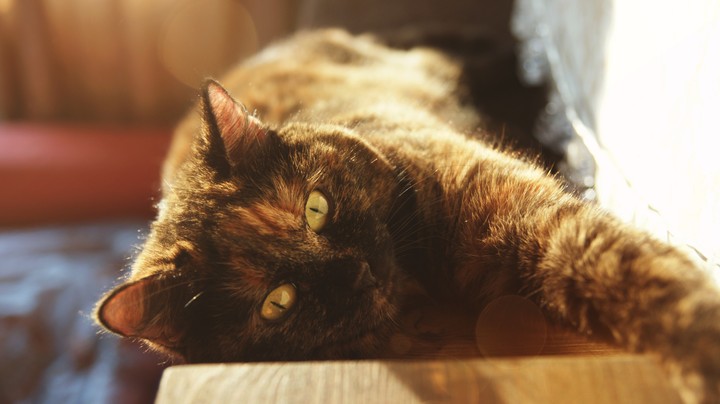 Kitty