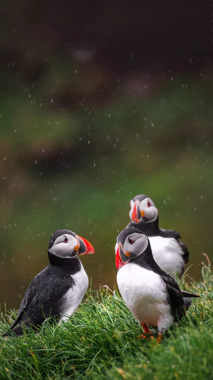 Puffins