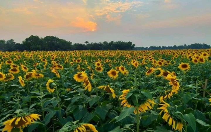Sunflower Garden, Adampur,Akhsura, Brahmanbaria