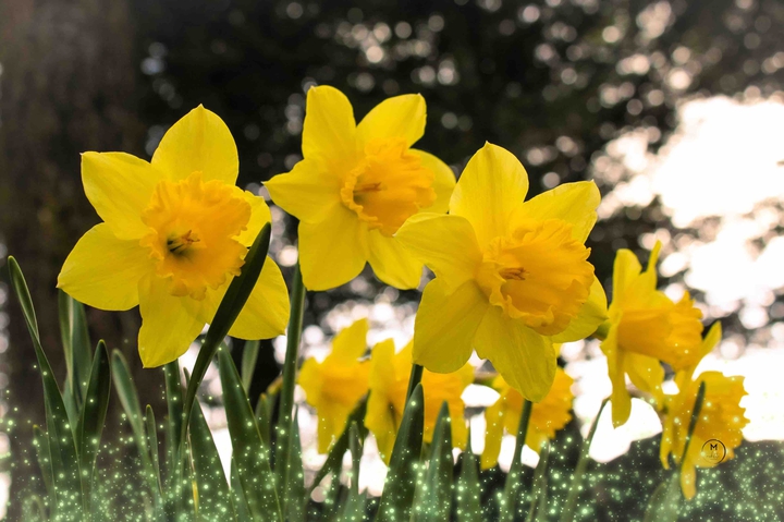 Daffodils