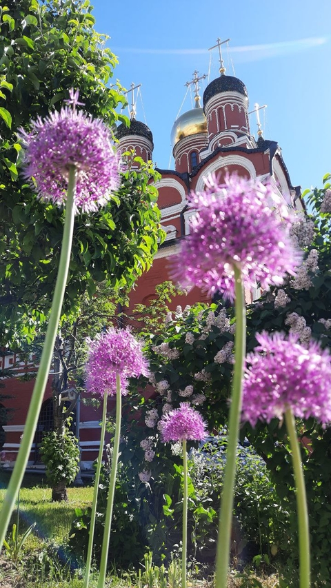 Building, flower Hintergrundbilder