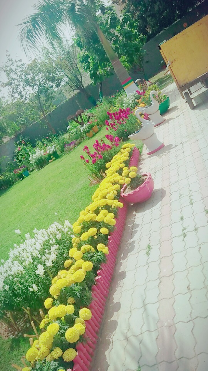 Garden