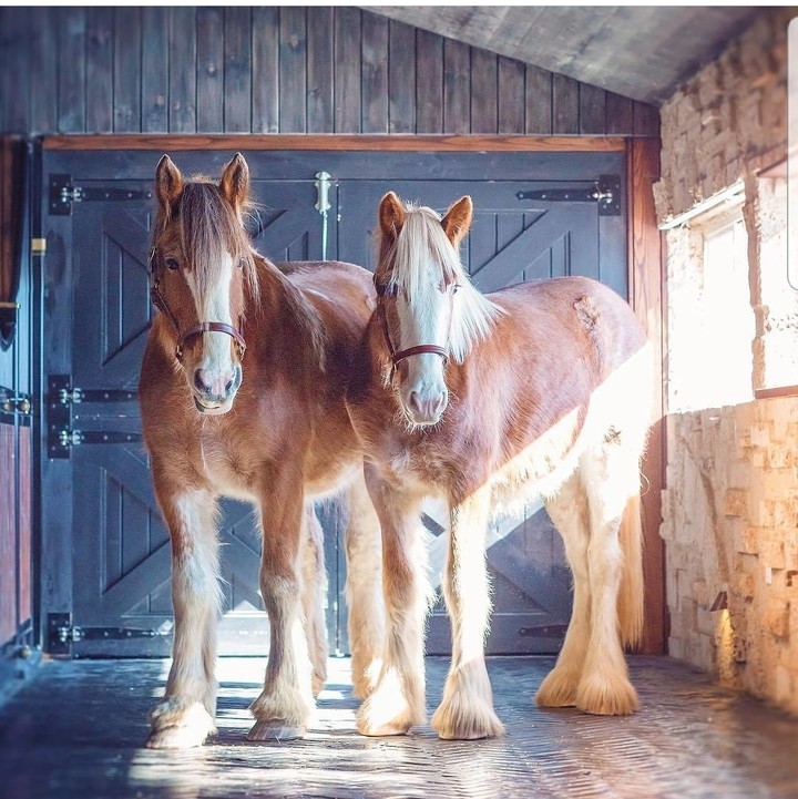 HORSES