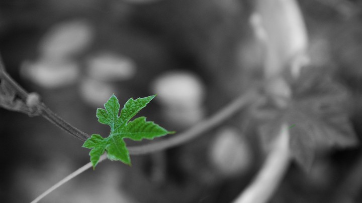 the lonely leaf