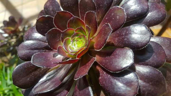 Purple Flower