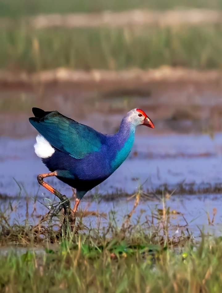 bird