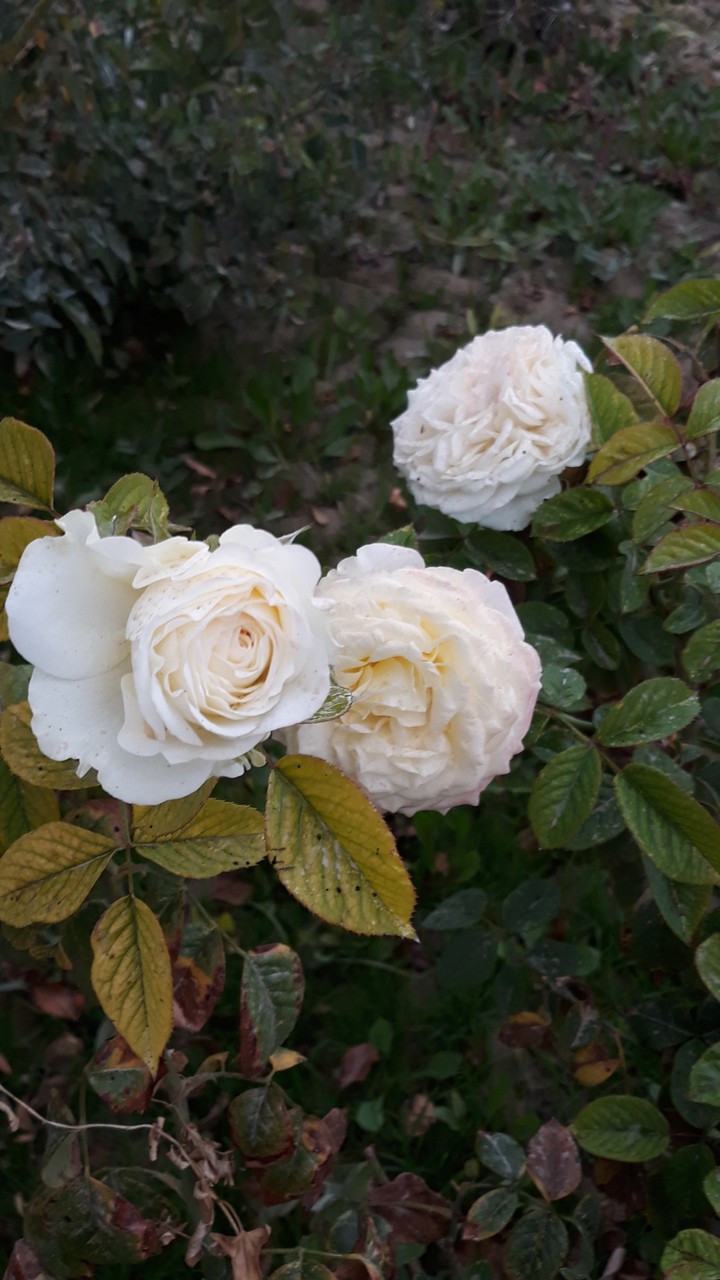 white rose beauty