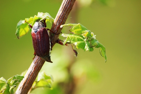parasitism, arthropod háttérképek