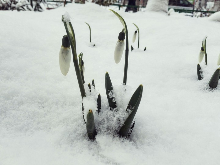 snow