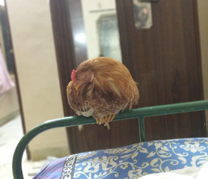 chicky