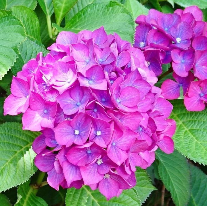 hydrangea Hortenzie