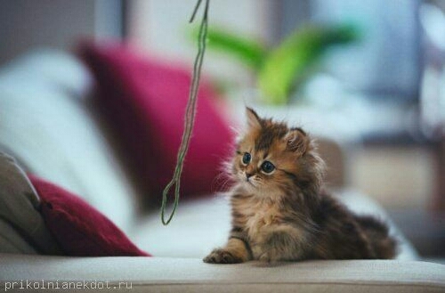 Веселый котейка