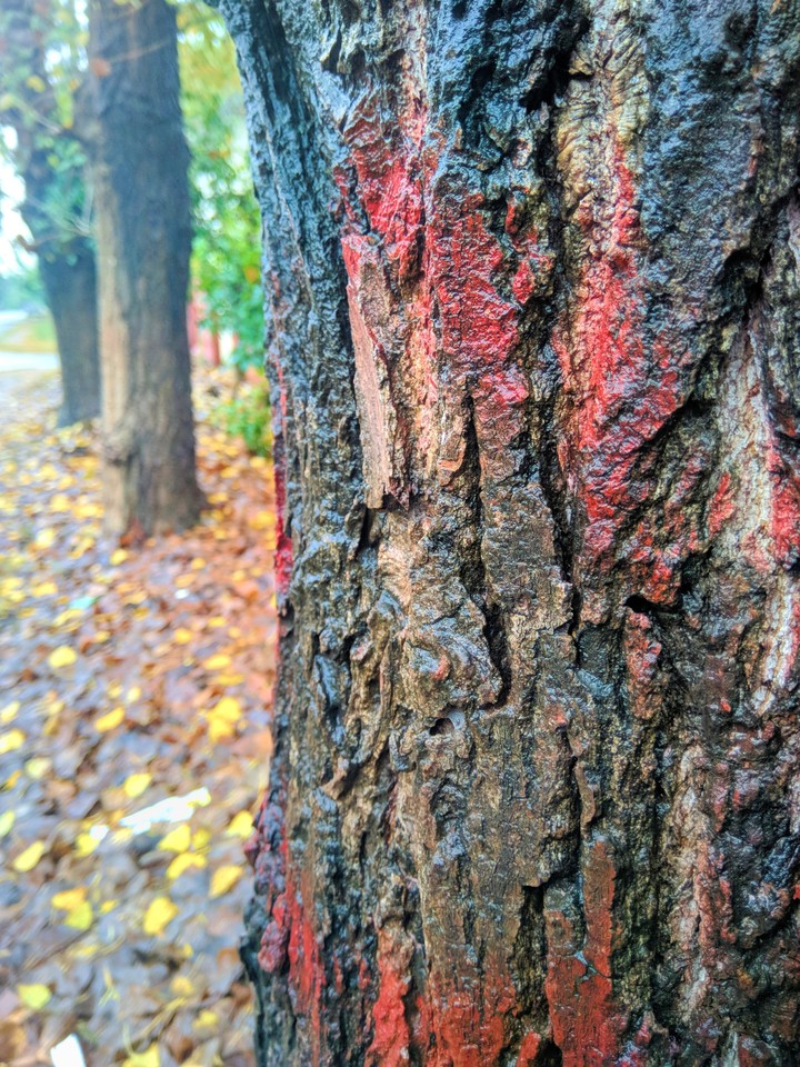 A Tree