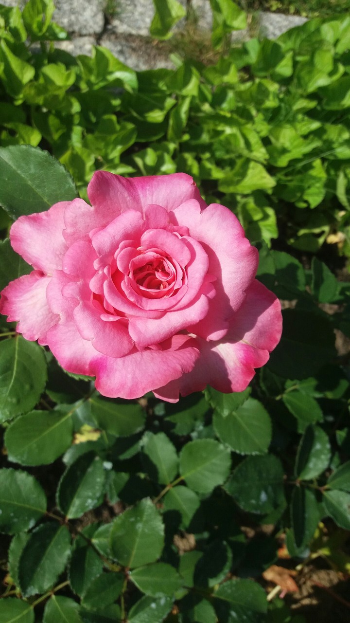 PINK ROSE