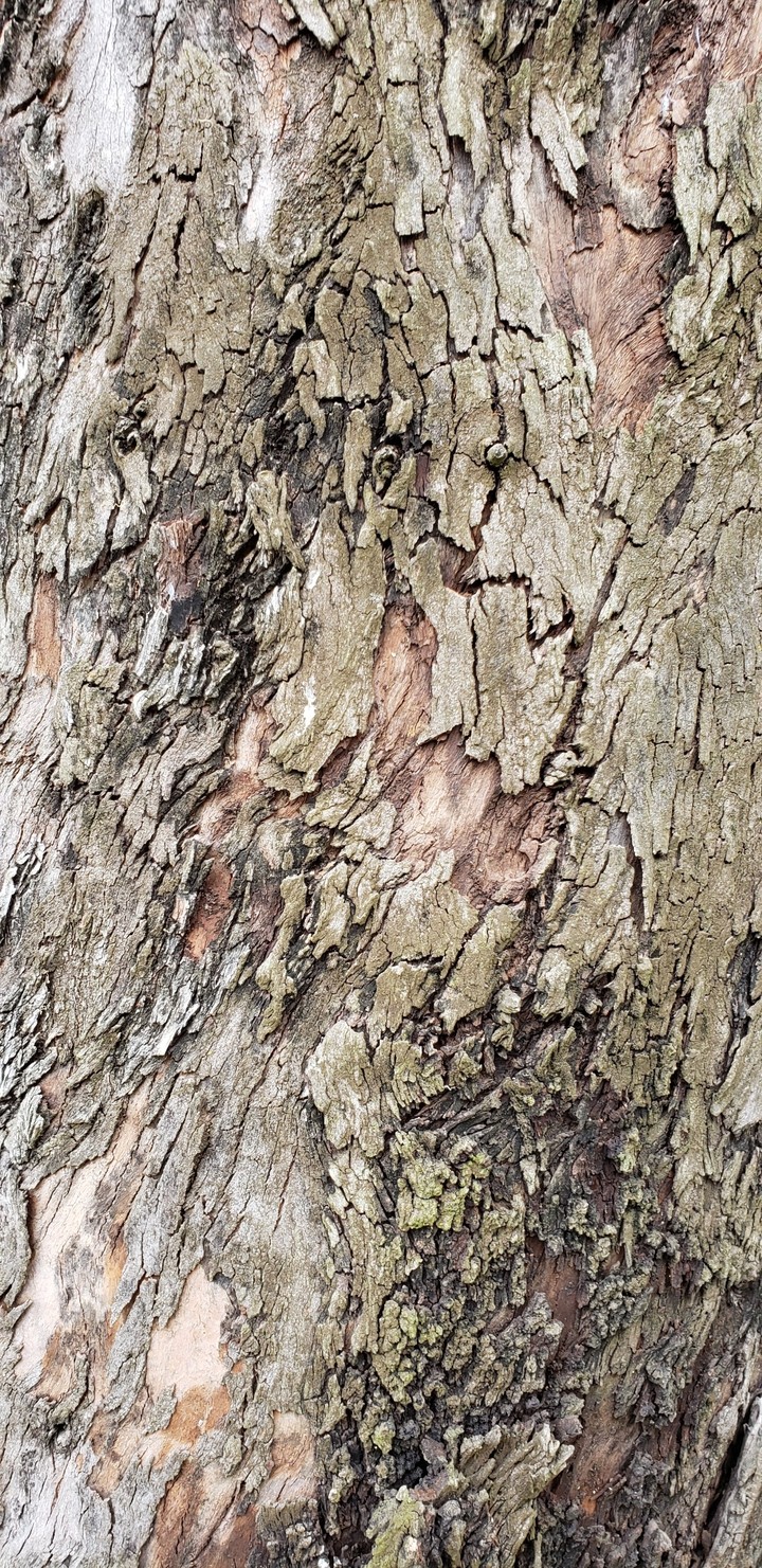 Wood