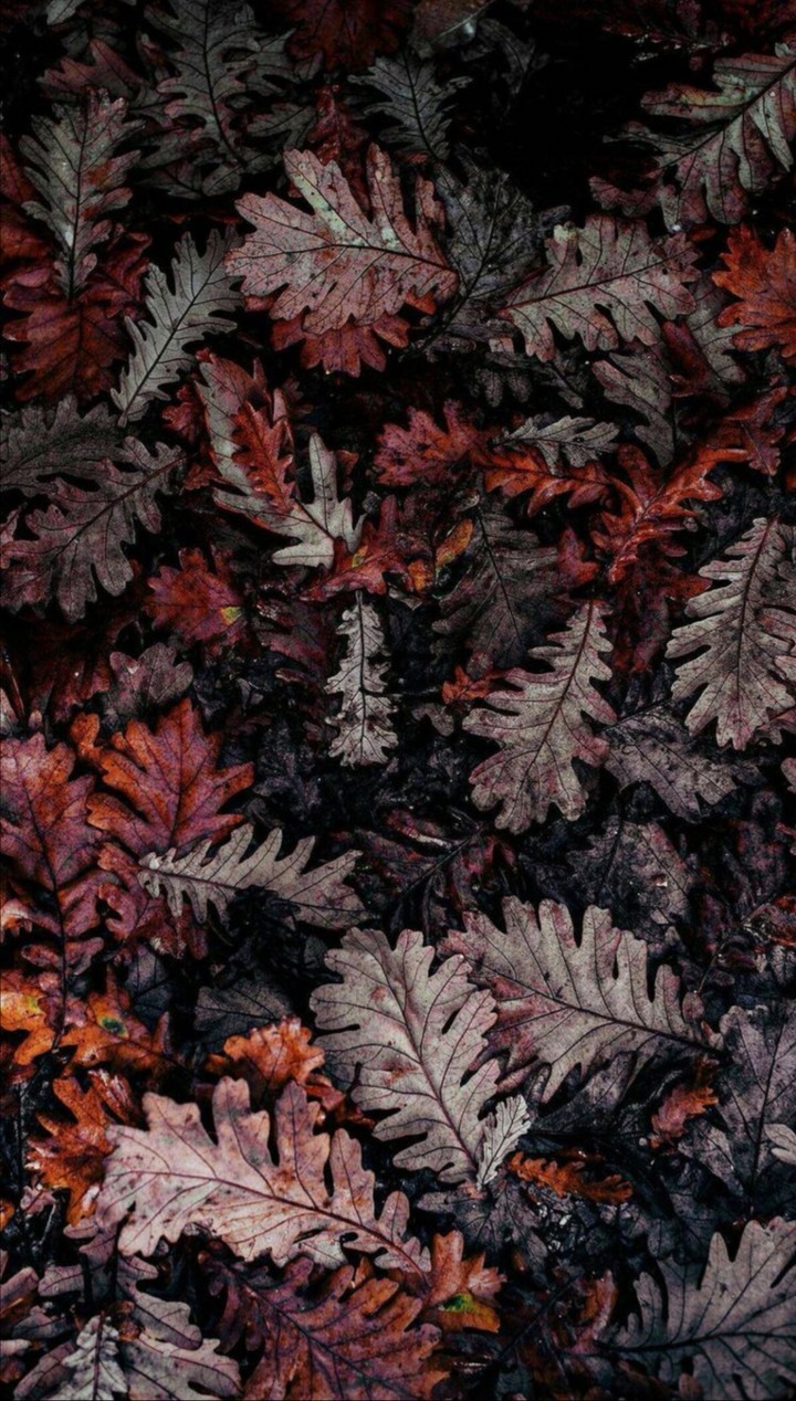 leaf