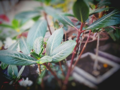 leAf