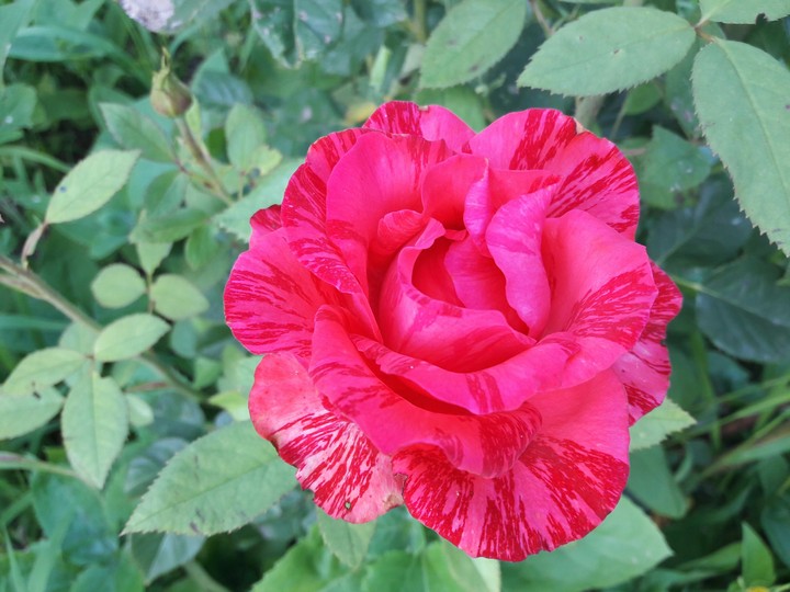 rose