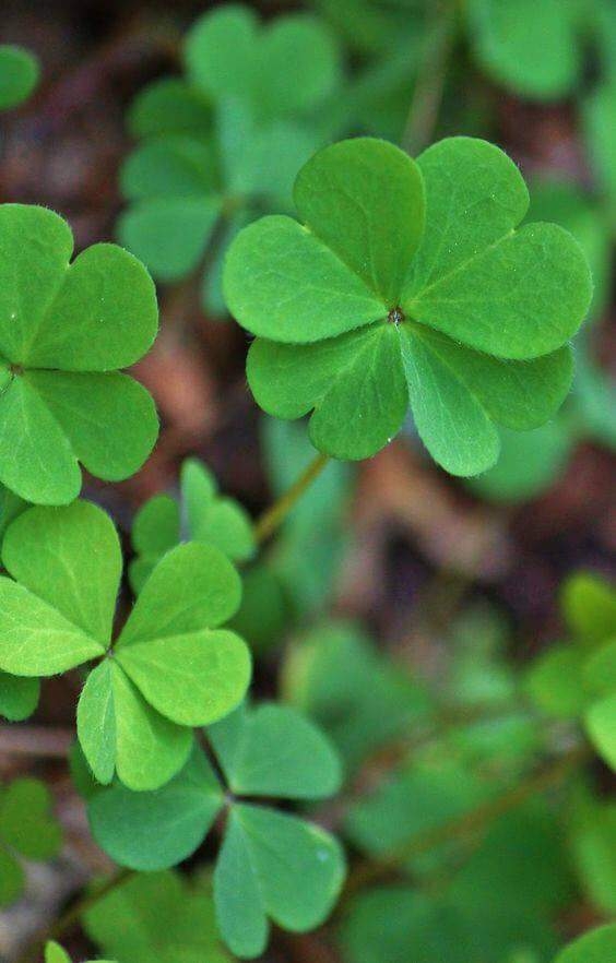 Lucky